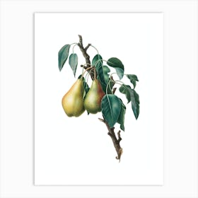 Vintage Lemon Pear Botanical Illustration on Pure White n.0867 Art Print