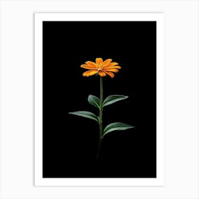 Single Orange Flower 1 Art Print