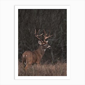 Whitetail Deer In Meadow Art Print