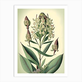 Milkweed Wildflower Vintage Botanical 1 Art Print