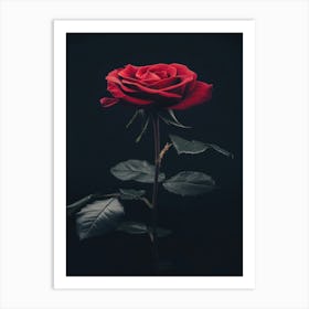 Rose On A Black Background 27 Art Print