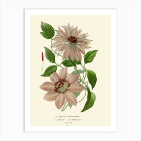 Clematis Art Print