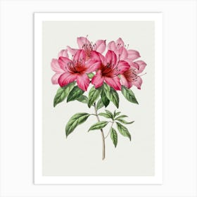 Pink Azaleas Art Print