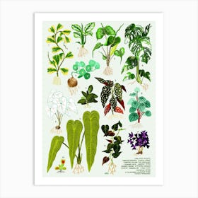 Houseplants Vol 1 Art Print