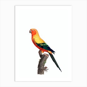 Vintage Sun Parakeet Bird Illustration on Pure White n.0008 Art Print