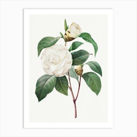White Camellia, Pierre Joseph Redouté Art Print