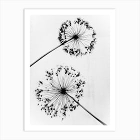 Alliums Art Print