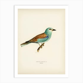 European Roller, The Von Wright Brothers 1 Art Print