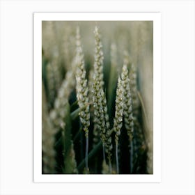 Wheat In The Field Colorful travel Photography Art Print