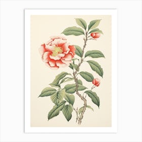 Benifuuki Japanese Tea Camellia 1 Vintage Japanese Botanical Art Print