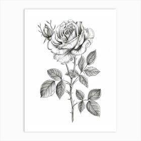 English Rose Black And White Line Drawing 25 Art Print