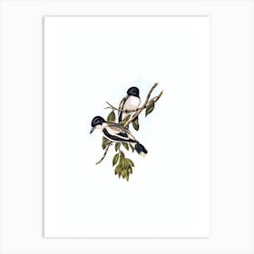 Vintage Silvery Backed Butcher Bird Bird Illustration on Pure White n.0029 Art Print
