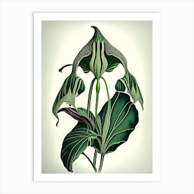 Jack In The Pulpit Wildflower Vintage Botanical 1 Art Print