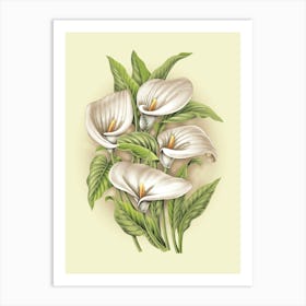 Calla Lily 5 Art Print