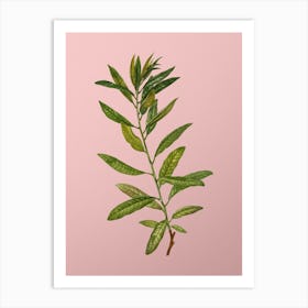 Vintage Rhodora Botanical on Soft Pink n.0300 Art Print
