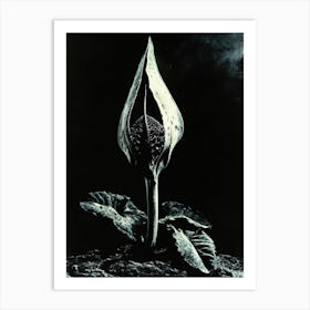 'The Flower' Art Print