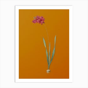 Vintage Ixia Filiformis Botanical on Sunset Orange n.0681 Art Print