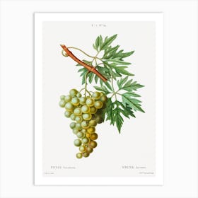 Grape Vine, Pierre Joseph Redoute Art Print