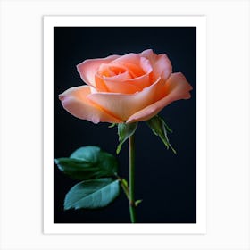 Peach Rose 4 Art Print