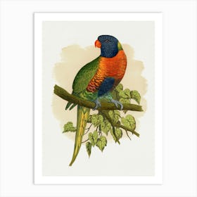 Lorikeet Art Print