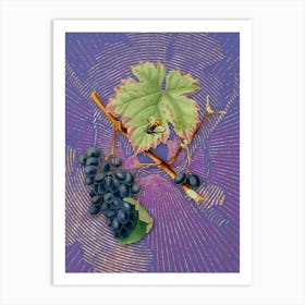 Vintage Barbera Grape Botanical Illustration on Veri Peri n.0376 Art Print