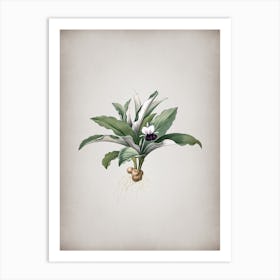 Vintage Kaempferia Angustifolia Botanical on Parchment n.0330 Art Print