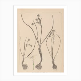 Lily Of The Valley 6 Art Print