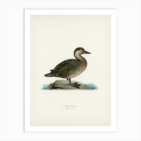 Black Scoter Female, The Von Wright Brothers Art Print