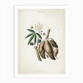 Vintage Denisse 8 Jatropha Manihot Art Print