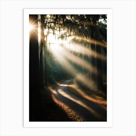 Sun Shines Through The Trees Art Print