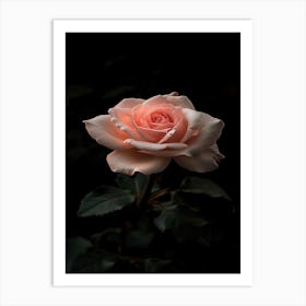 Pink Rose 40 Art Print