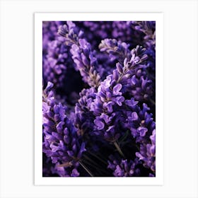 Lavender Flowers 3 Art Print