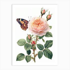 English Roses Painting Rose With Butterfly 3 Art Print