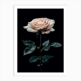 Rose On A Black Background 29 Art Print