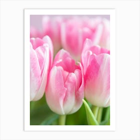 Dutch bold blooming beauties pastel pink tulips - flowers in pink and green nature and travel photography by Christa Stroo Photography Art Print