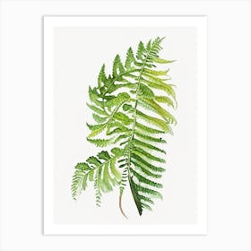 Lady Fern Wildflower Watercolour 1 Art Print