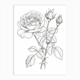 Roses Sketch 39 Art Print