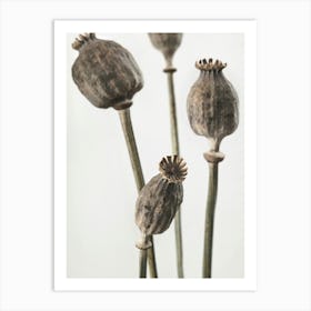 Dried Poppies_2191089 Art Print