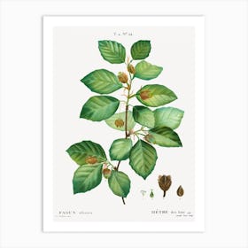 European Beech, Pierre Joseph Redoute Art Print