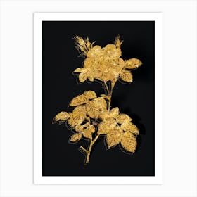 Vintage White Rose Botanical in Gold on Black n.0094 Art Print