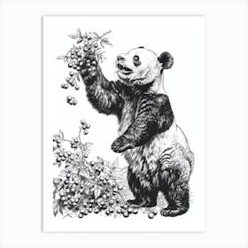 Giant Panda Standing And Reaching For Berries Ink Illustration 2 Art Print