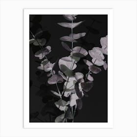 Eucalyptus_2242698 Art Print