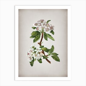 Vintage Almond Leaved Pear Botanical on Parchment n.0081 Art Print