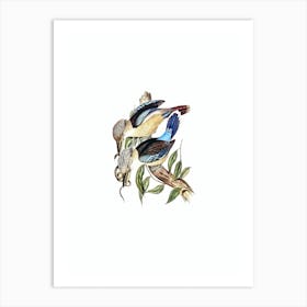 Vintage Fawn Breasted Kingfisher Bird Illustration on Pure White n.0266 Art Print