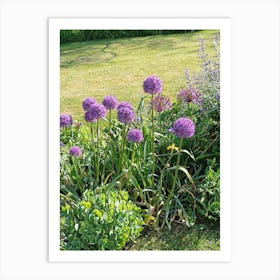 Alliums Art Print