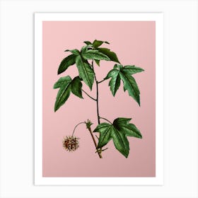 Vintage American Sweetgum Botanical on Soft Pink n.0661 Art Print