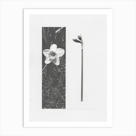 Daffodil Flower Photo Collage 3 Art Print