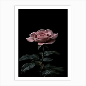 Pink Rose On Black Background 87 Art Print