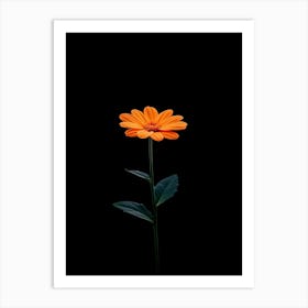 Single Orange Flower On Black Background 9 Art Print