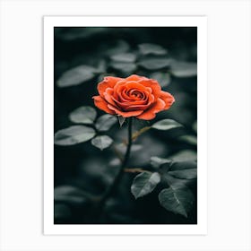 Rose In The Dark 32 Art Print